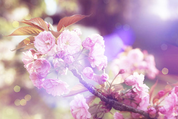 Sakura background for greeting card. special filter. Beautiful Cherry Blossoms (Sakura Hanami).  copy space. place for text. spring flowers. soft focus