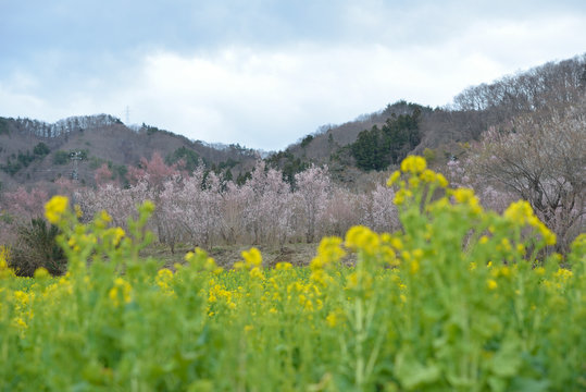 福島市の花見山