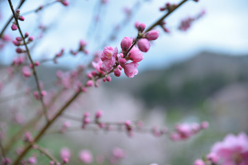 花桃の花と蕾