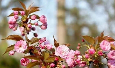Sakura background for greeting card. special filter. Beautiful Cherry Blossoms (Sakura Hanami).  copy space. place for text. spring flowers. soft focus