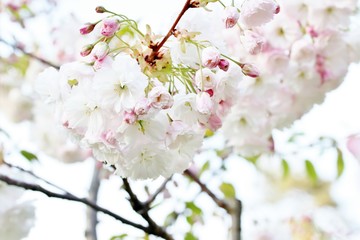 Sakura white fluffy. Sakura season. Cherry blossom. Background with flowers on a spring day. (soft focus). Beautiful Cherry Blossoms (Sakura Hanami).   copy space. place for text. spring flowers.