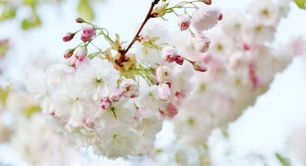 Sakura white fluffy. Sakura season. Cherry blossom. Background with flowers on a spring day. (soft focus). Beautiful Cherry Blossoms (Sakura Hanami).   copy space. place for text. spring flowers.
