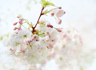 Sakura white fluffy. Sakura season. Cherry blossom. Background with flowers on a spring day. (soft focus). Beautiful Cherry Blossoms (Sakura Hanami).   copy space. place for text. spring flowers.