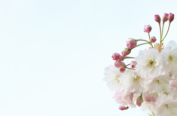 Sakura white fluffy. Sakura season. Cherry blossom. Background with flowers on a spring day. (soft focus). Beautiful Cherry Blossoms (Sakura Hanami). copy space. place for text. spring flowers.