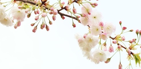 Sakura white fluffy. Sakura season. Cherry blossom. Background with flowers on a spring day. (soft focus). Beautiful Cherry Blossoms (Sakura Hanami).   copy space. place for text. spring flowers.