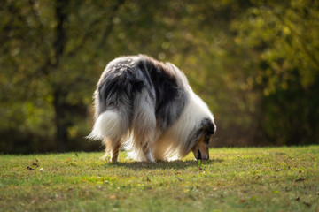 Naklejka na ściany i meble A beautiful collie with long hair out in nature