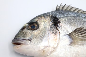 SEA BREAM Sparus Aurata, Fish of Bream family Sparidae