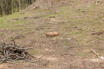 Pine tree forestry exploitation in a sunny day. Stumps and logs show that overexploitation leads to deforestation endangering environment and sustainability