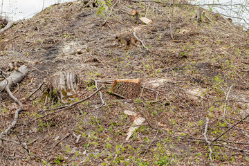 Pine tree forestry exploitation in a sunny day. Stumps and logs show that overexploitation leads to deforestation endangering environment and sustainability