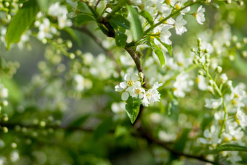 Blooming tree closeup. Spring white flowers. Tree branch covered with white flowers and new foliage on green background