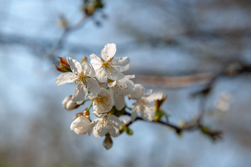 Bourgoyen on a sunny spring afternoon