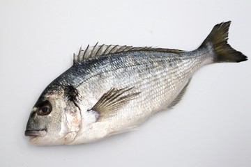 SEA BREAM Sparus Aurata, Fish of Bream family Sparidae