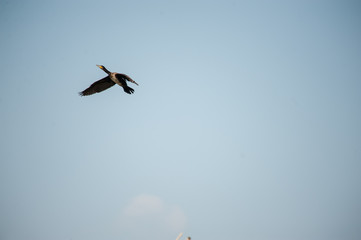 Bourgoyen on a sunny spring afternoon