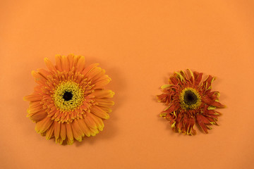 orange flower on a orange background