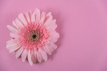 pink  flower on pink background