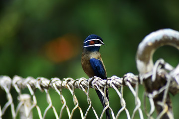 Whiskered Treeswift