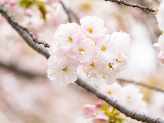 Double Cherry Blossom Close Up, Japan
