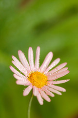 Fototapeta premium Daisy flower with droplets. Chrysanthemum sp.
