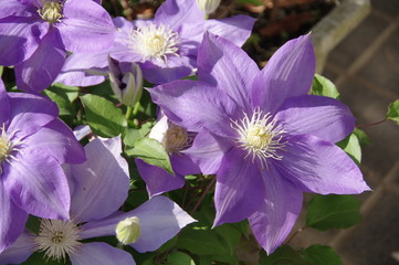 テッセンの花　紫色