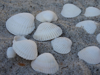 Muscheln im Sand