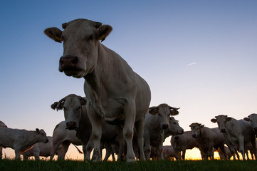 Cattle Grazing on the Frisian Mud Flats