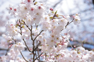 満開の桜