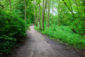 Dirt walking track through forest, Ilam Park, Derbyshire, England