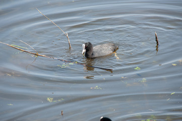 Bourgoyen on a sunny spring afternoon