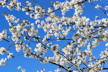 branches with cherry blossoms