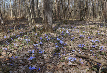 Flowering bushes of Liverwort (Hepatica nobilis) cover the ground like a blue carpet. Early spring sunny day in a forest. General view