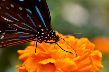 Butterfly on orange flower