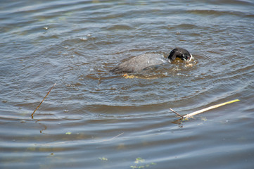 Bourgoyen on a sunny spring afternoon