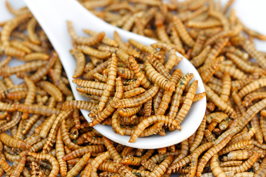 Edible worms.