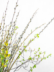 Easter background with willow branch and colorful twigs
