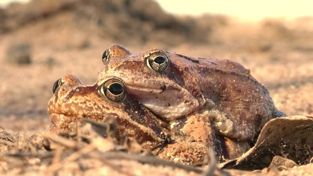 Pairing toads for reproduction close. The sexual life of animals in the natural environment. 