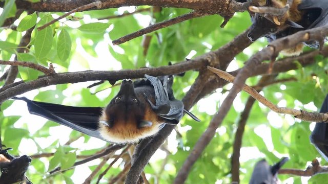 Bat (Lyle's flying fox, Pteropus lylei or Pteropodidae) perched hanging on a tree in a nature wild