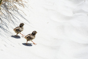 Fasanenküken Amrum Düne