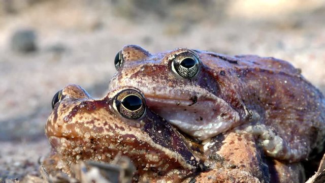 Mating amphibious toads for reproduction. The sexual life of animals in the natural environment.