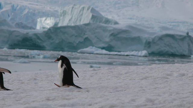 南極 列で歩くペンギン