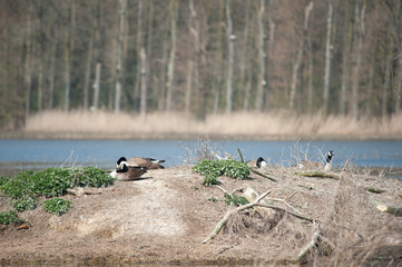 Bourgoyen on a sunny spring afternoon