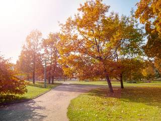 Warm day in a park, autumn season, yellow orange leafs. Sunny day.