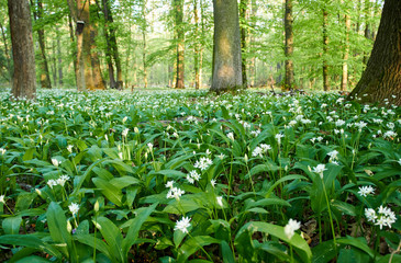 Fototapeta na wymiar Close-up view of white flowers of bear garlic or ramson on meadow in forest with sunshine. spring day.