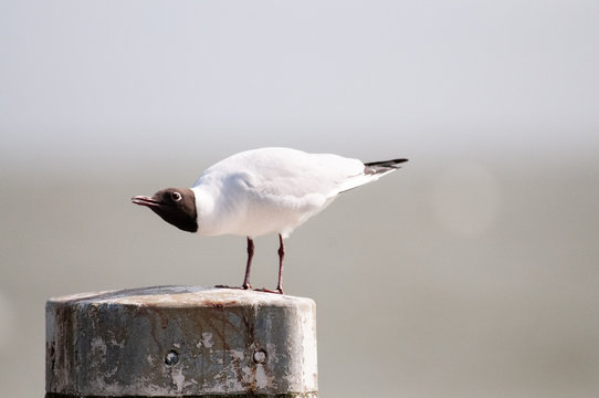 Black-headed Gull along the Afsluitdijk