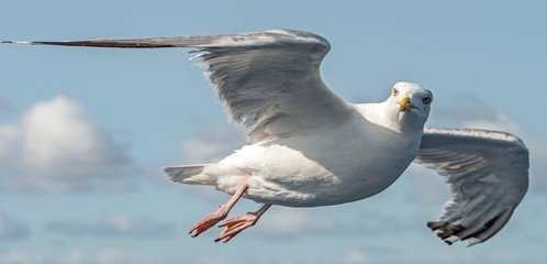 a seagull in flight