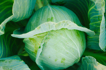 Cabbage background. Fresh cabbage from farm field. Vegetarian food concept. Organic cultivation. Home gardening. Vegetable farming