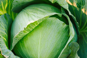 Fototapeta premium Cabbage background. Fresh cabbage from farm field. Vegetarian food concept. Organic cultivation. Home gardening. Vegetable farming