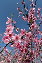 pink cherry blossom flower in spring time over blue sky.