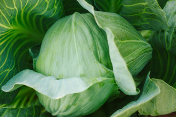 Fototapeta premium Cabbage background. Fresh cabbage from farm field. Vegetarian food concept. Organic cultivation. Home gardening. Vegetable farming