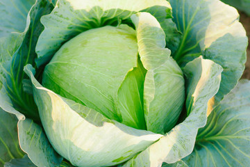 Cabbage background. Fresh cabbage from farm field. Vegetarian food concept. Organic cultivation....