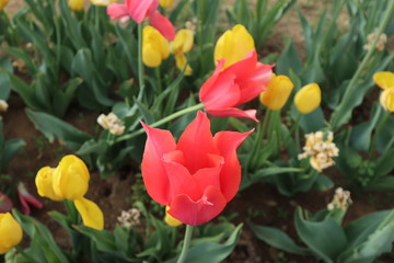 Tulipani